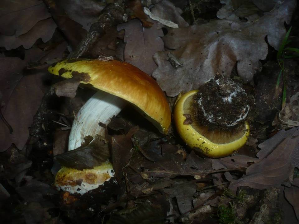 Cortinarius cedretorum image