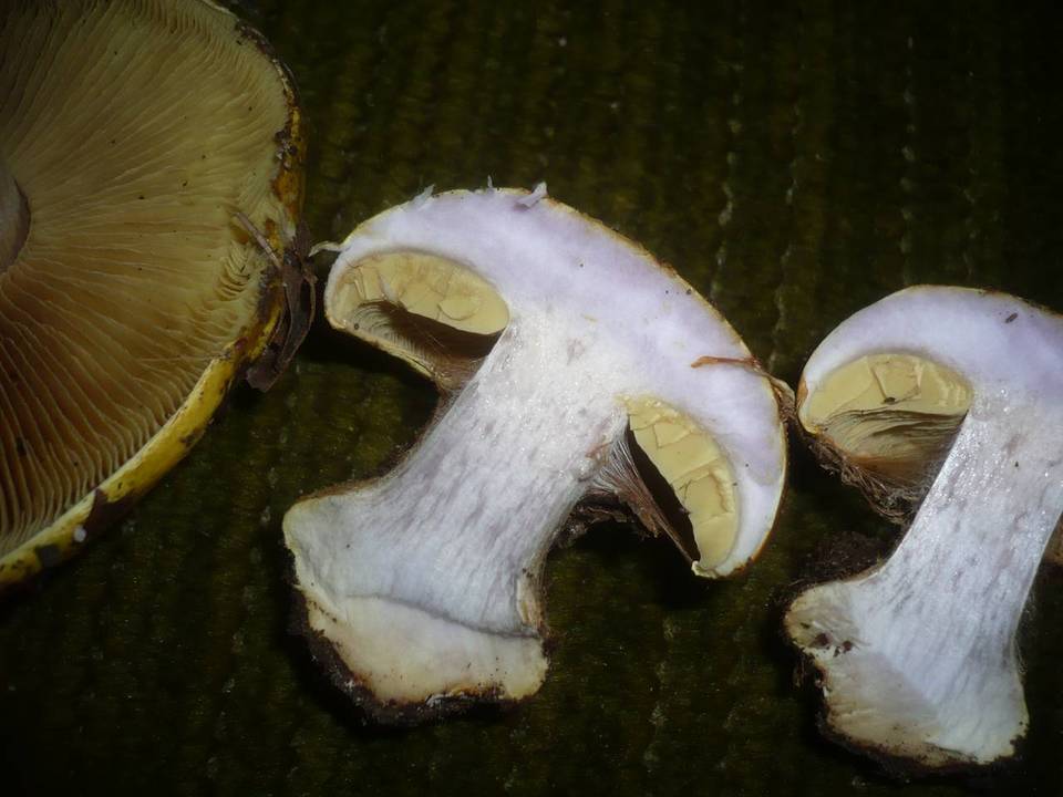 Cortinarius cedretorum image