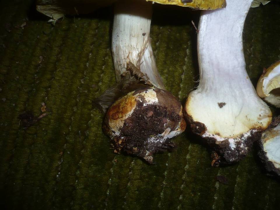 Cortinarius cedretorum image