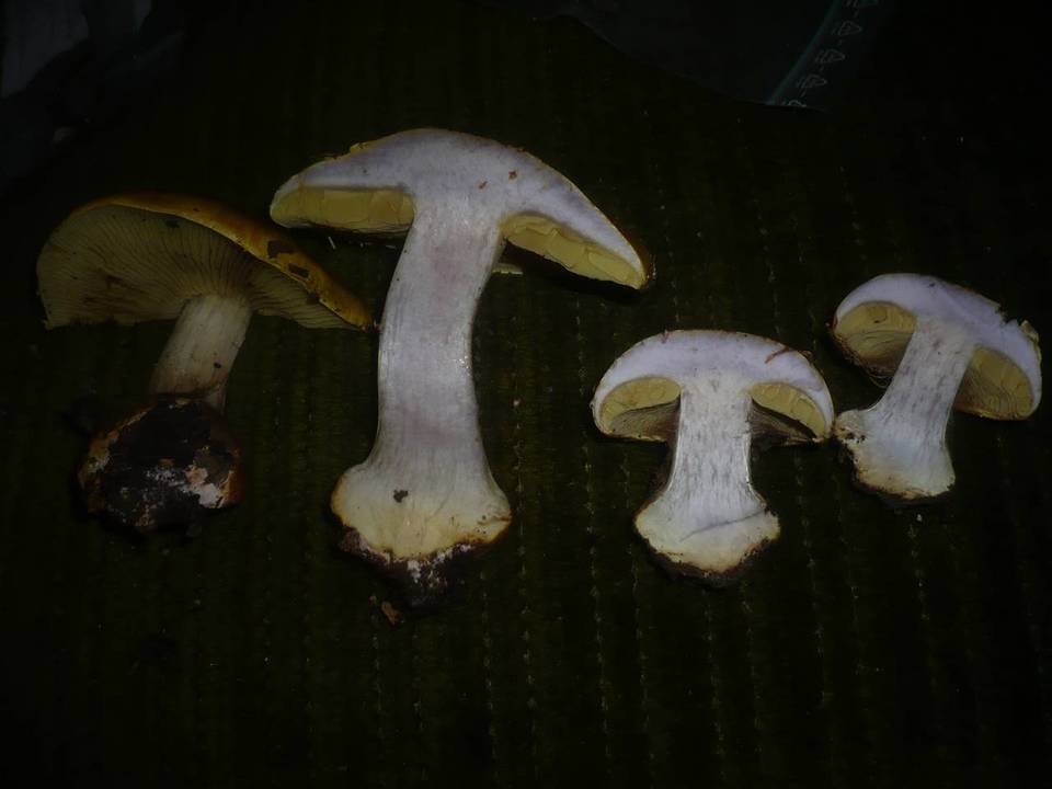 Cortinarius cedretorum image