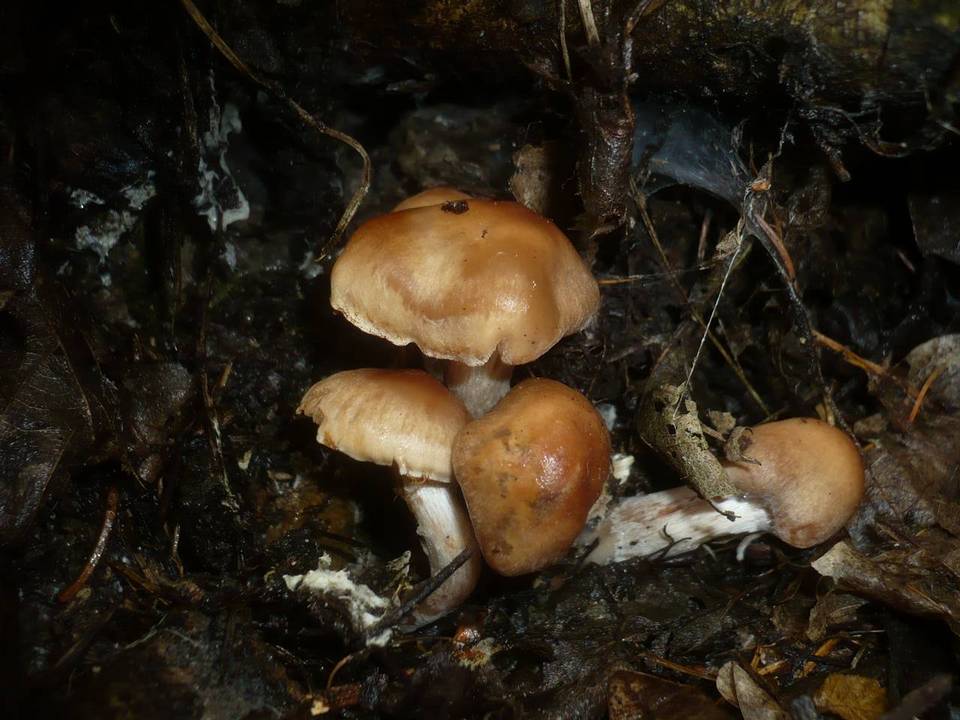 Cortinarius pseudoprivignus image