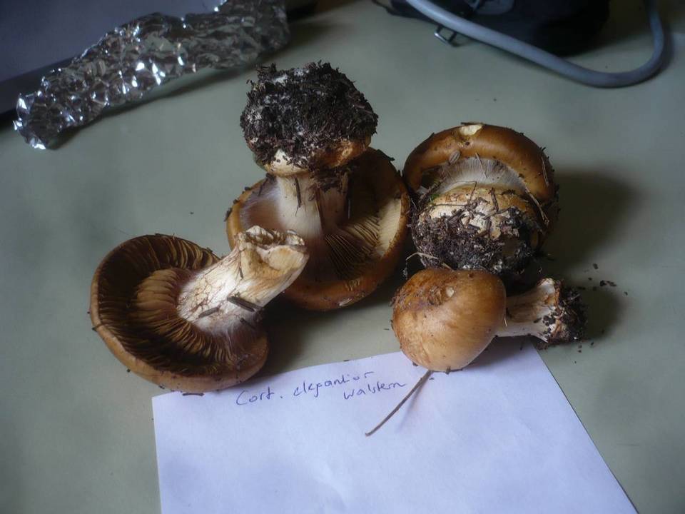 Cortinarius elegantior image