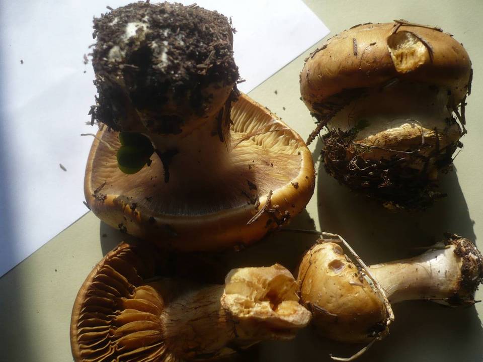 Cortinarius elegantior image