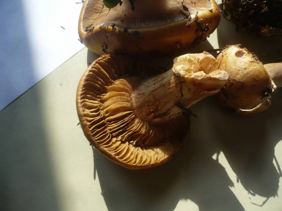 Cortinarius elegantior image