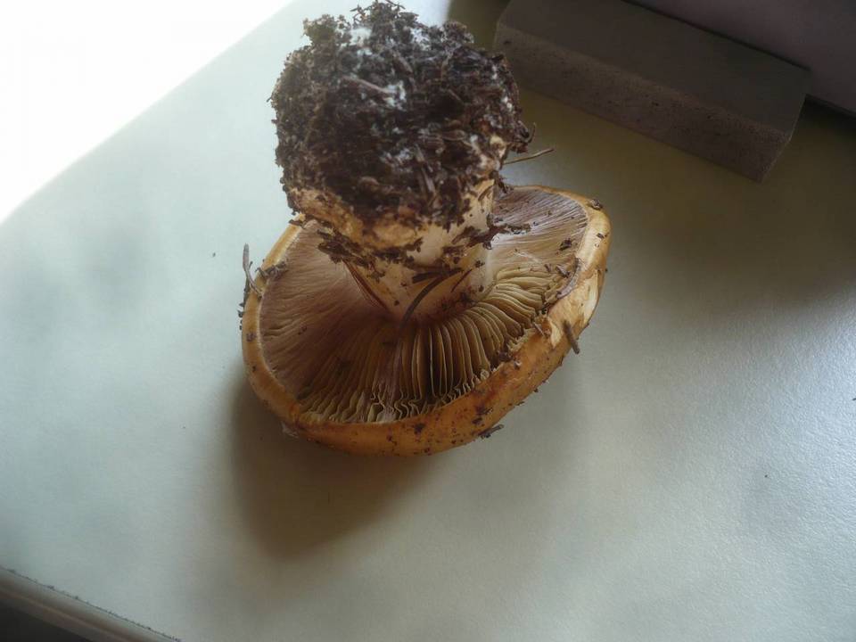 Cortinarius elegantior image