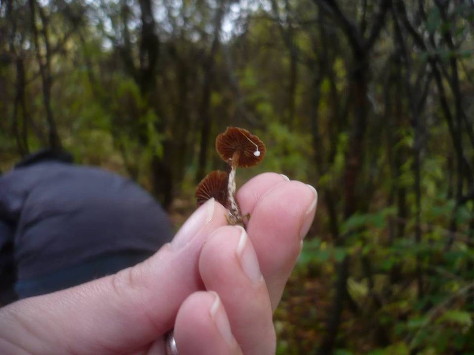 Cortinarius helvelloides image
