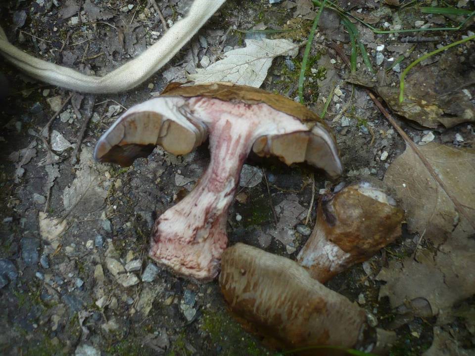 Cortinarius pseudocyanites image
