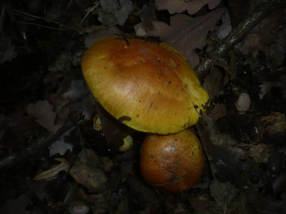 Cortinarius cedretorum image