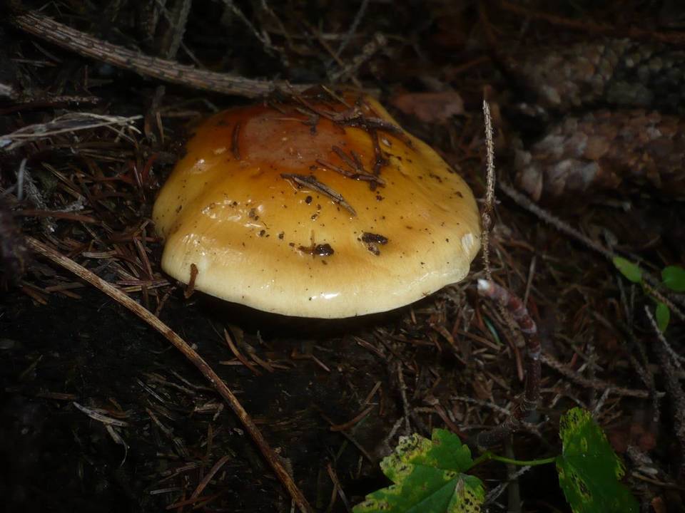 Cortinarius varius image