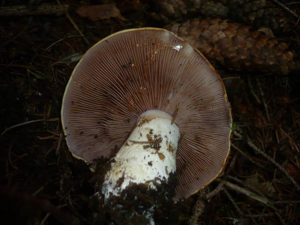 Cortinarius varius image