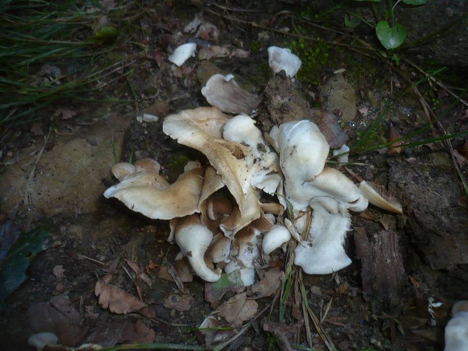 Crepidotus autochthonus image
