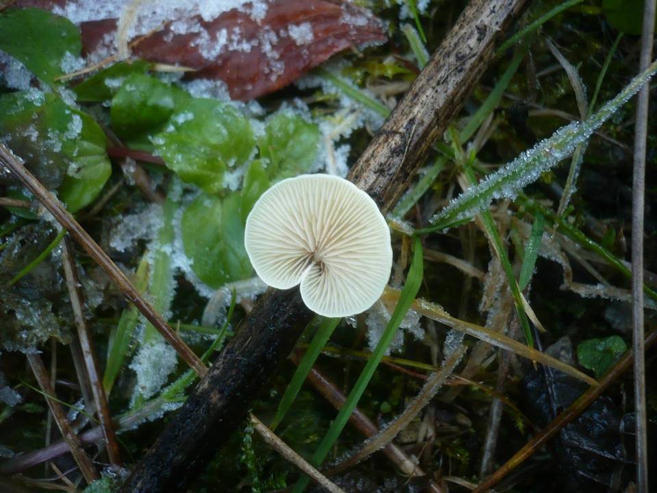 Crepidotus luteolus image