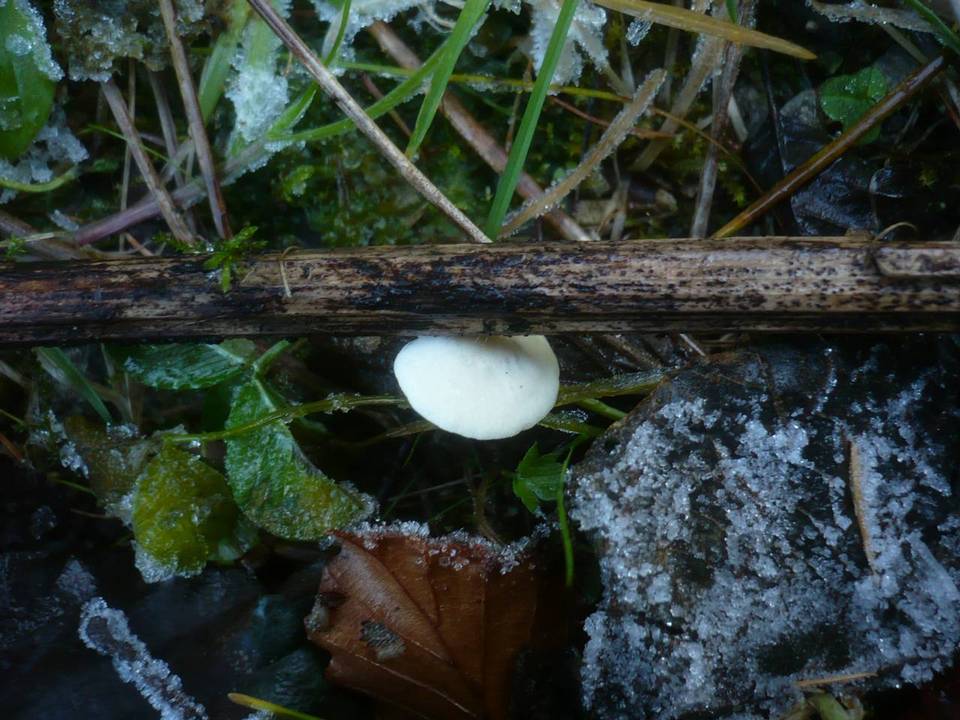 Crepidotus luteolus image