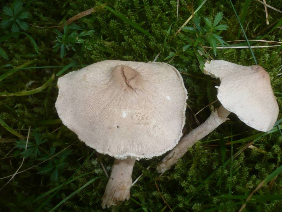 Cystoderma carcharias image