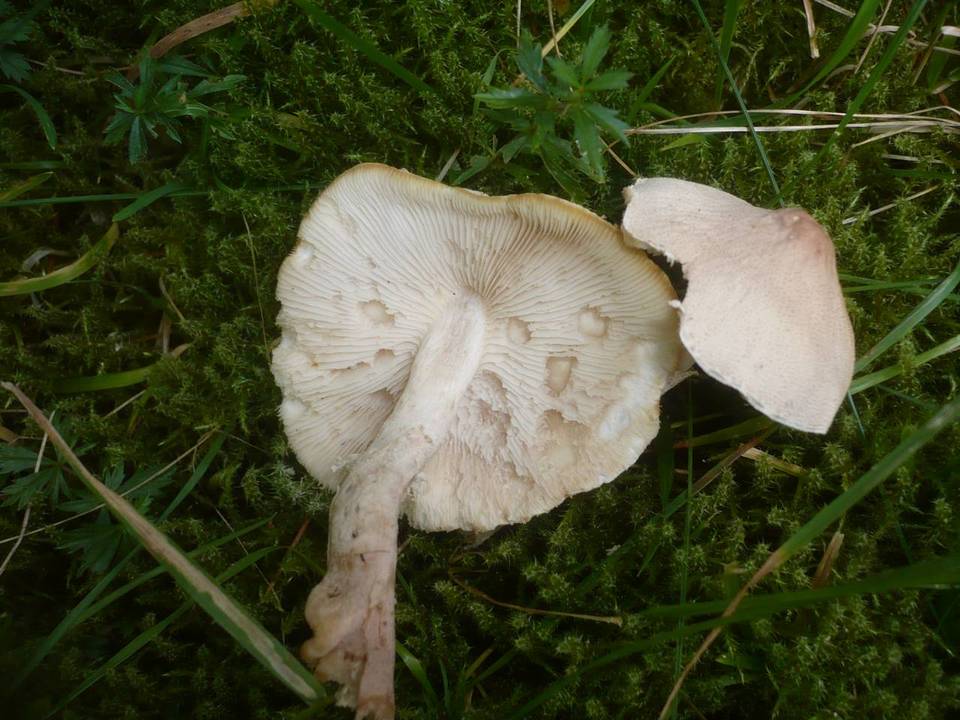 Cystoderma carcharias image