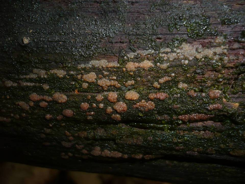 Dacrymyces enatus image