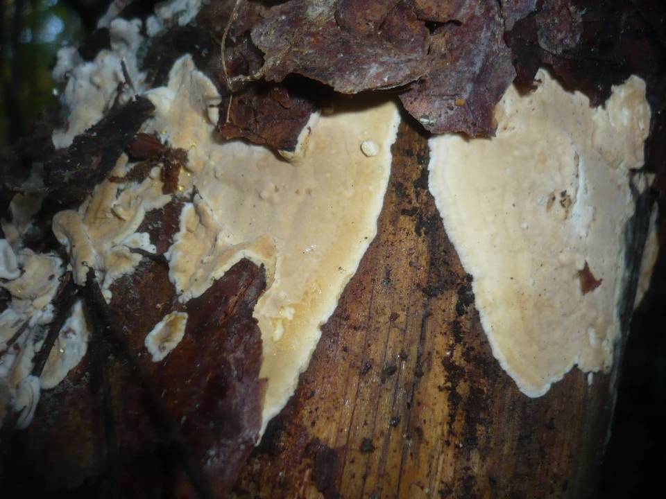 Dacryobolus karstenii image