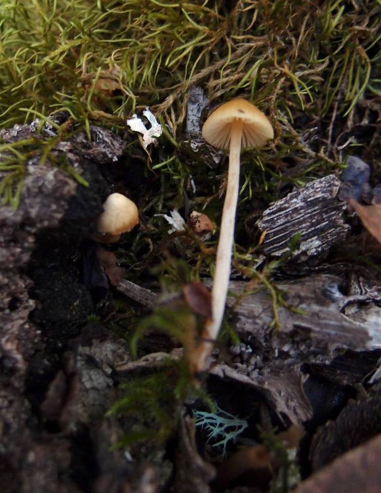 Galerina clavata image