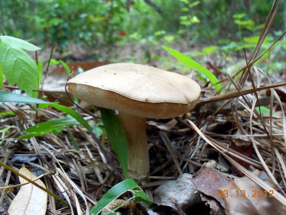 Tylopilus rhoadsiae image