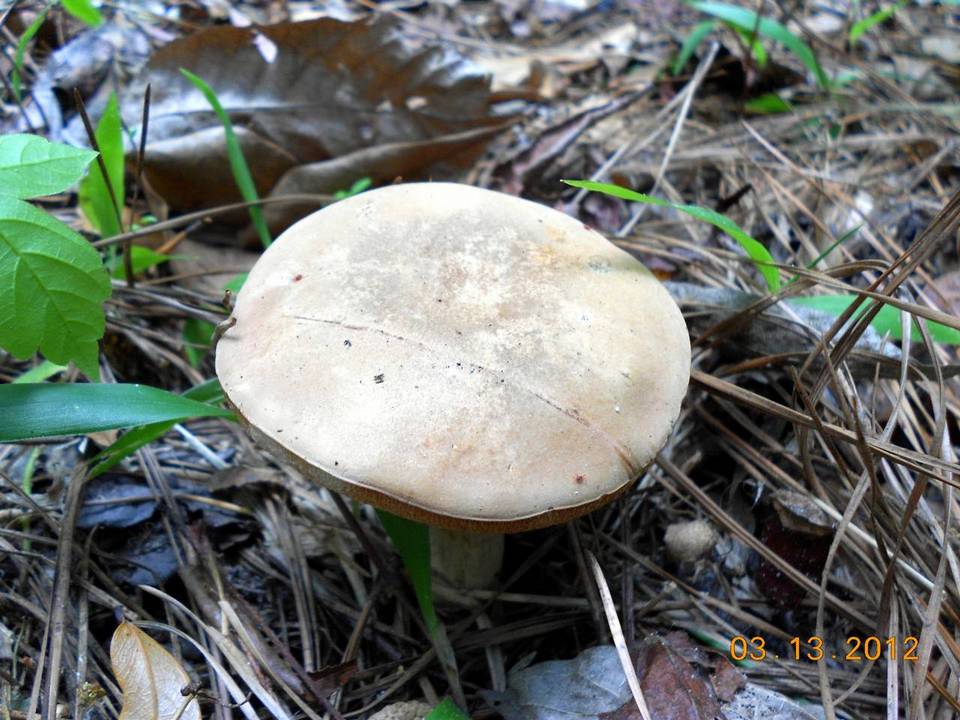Tylopilus rhoadsiae image
