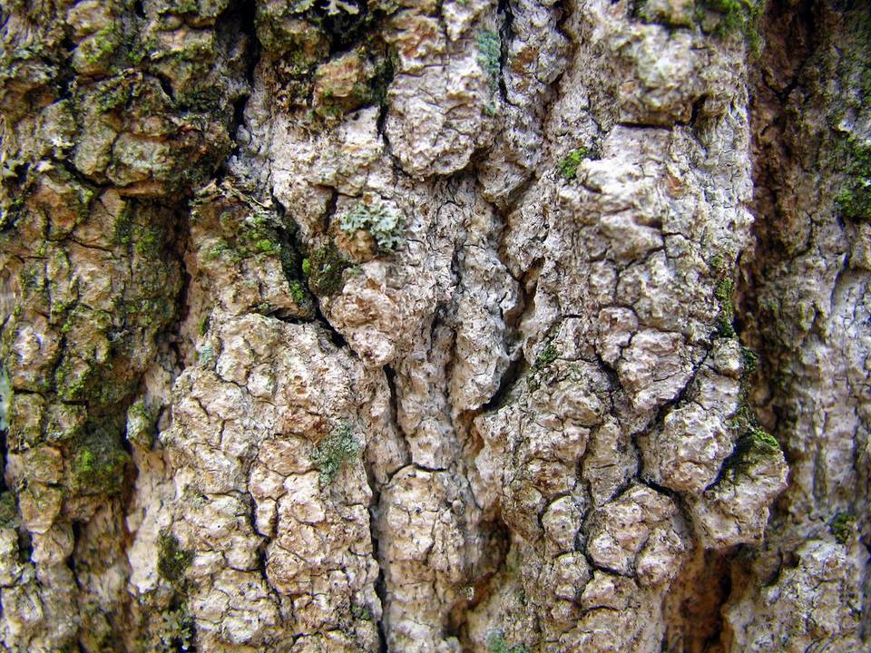 Eopyrenula intermedia image