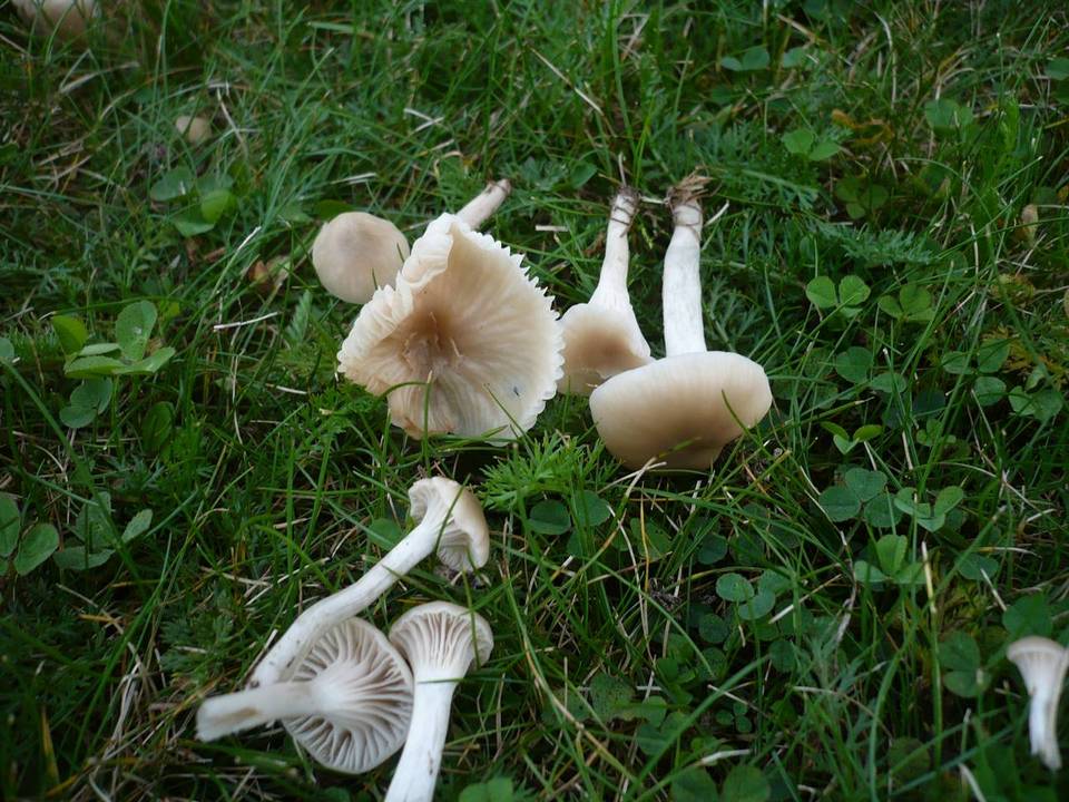 Camarophyllus ochraceopallidus image