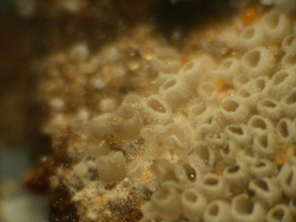 Resupinatus urceolatus image