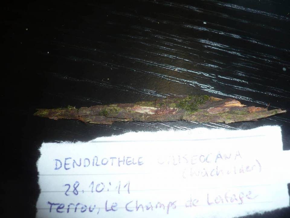Dendrothele amygdalispora image