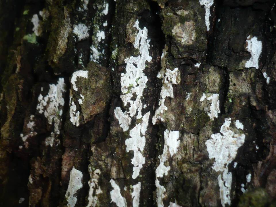 Dendrothele commixta image