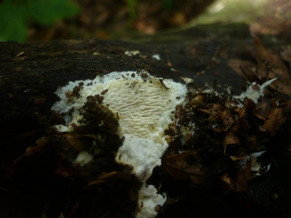Dentipellis fragilis image