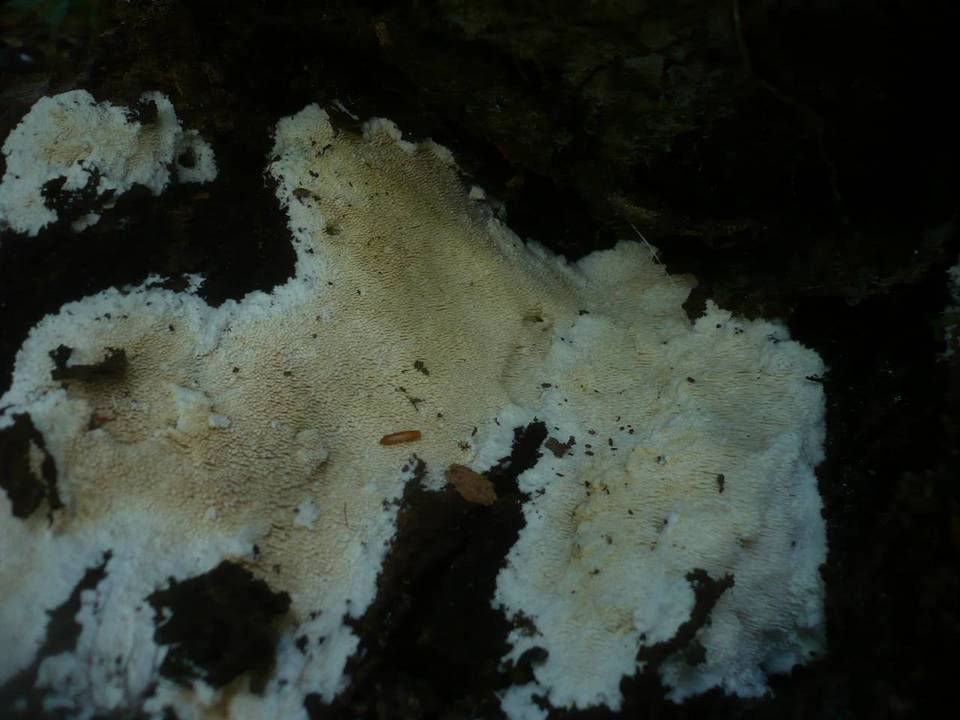 Dentipellis fragilis image