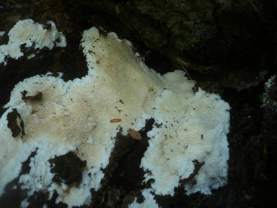 Dentipellis image