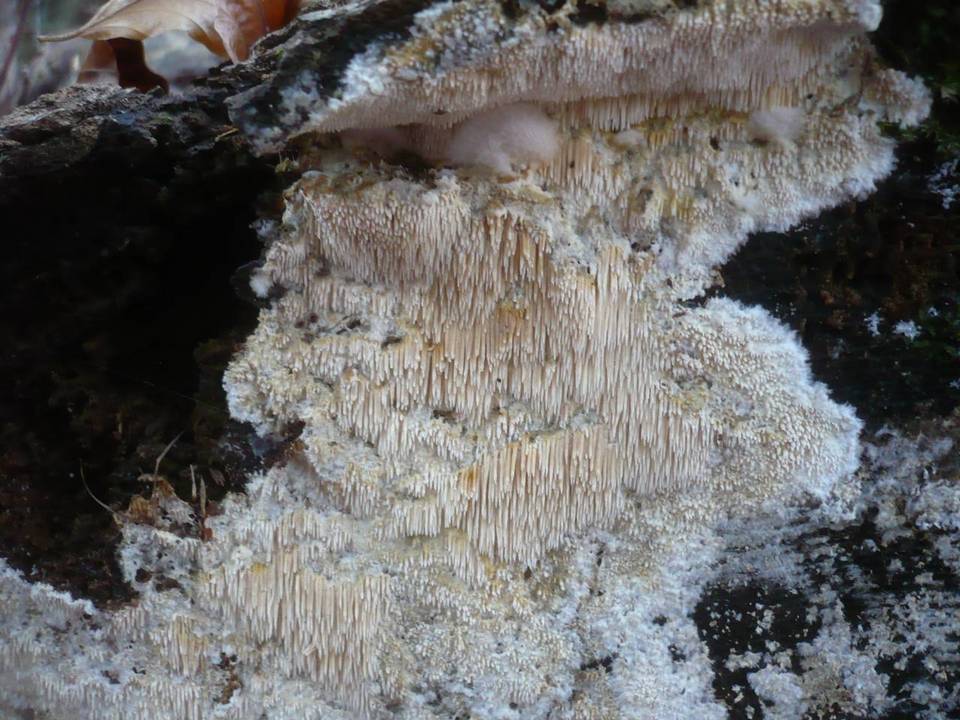 Dentipellis fragilis image