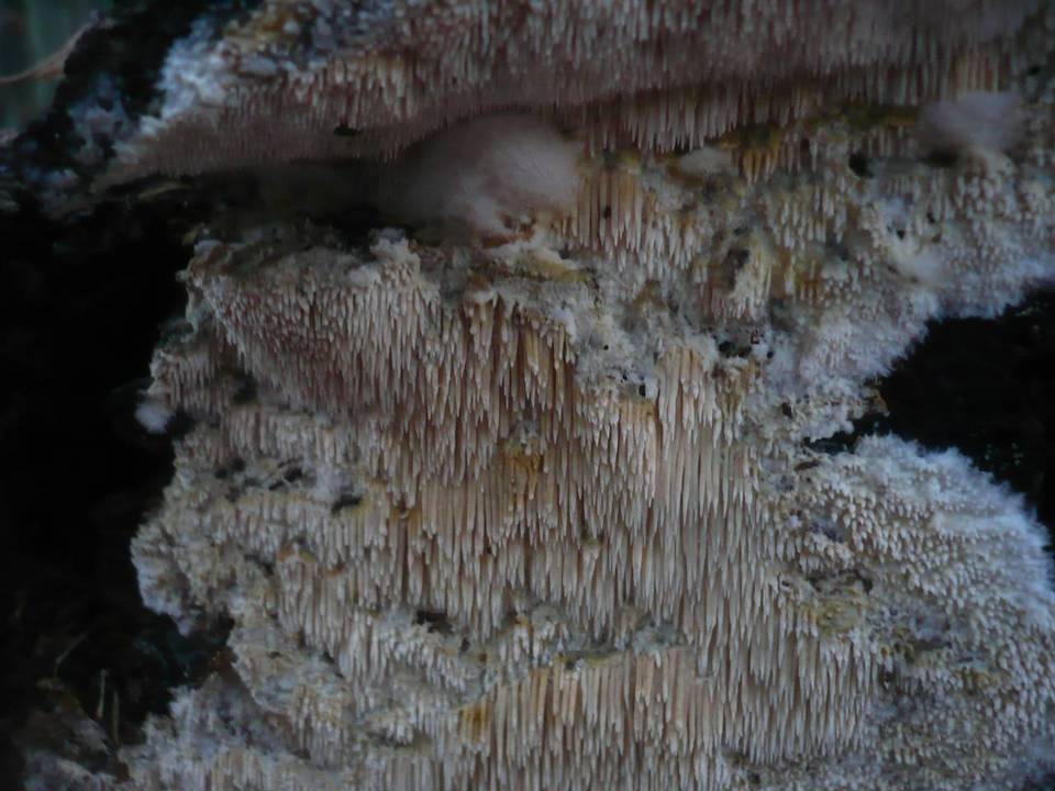 Dentipellis image