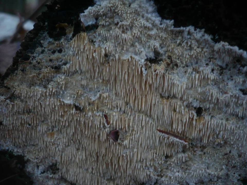 Dentipellis image