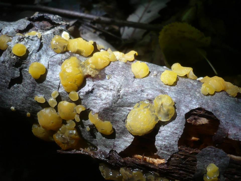 Ditiola peziziformis image