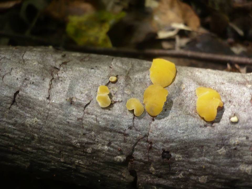 Ditiola peziziformis image