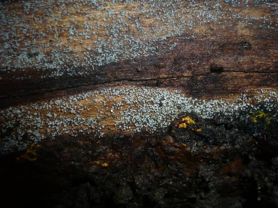 Calathella eruciformis image