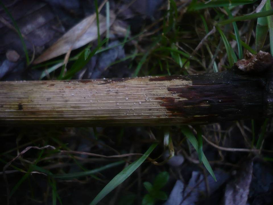 Episphaeria fraxinicola image