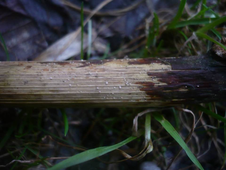Episphaeria fraxinicola image