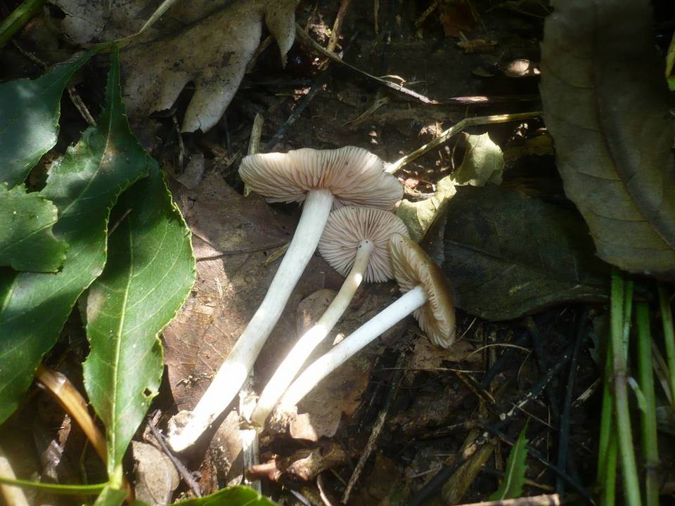 Entoloma subradiatum image