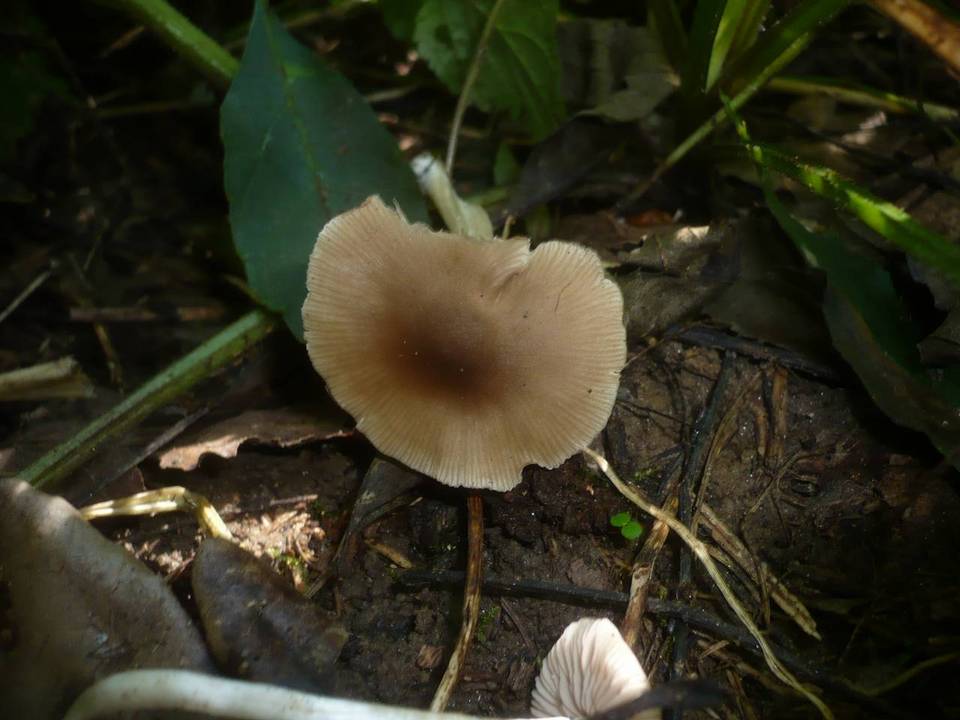Entoloma subradiatum image