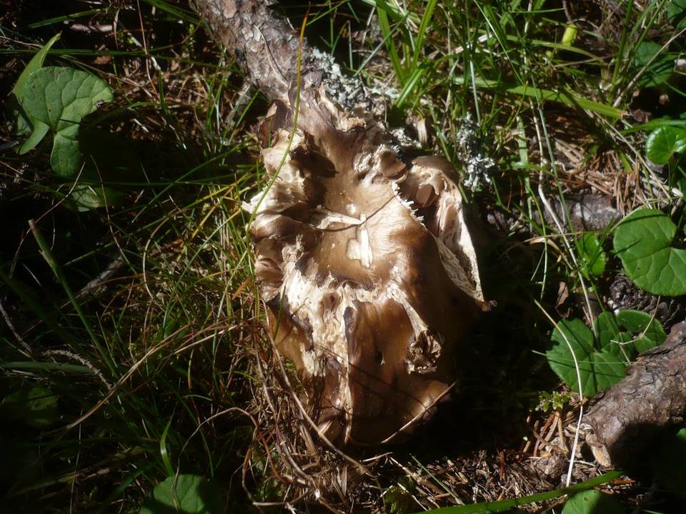 Entoloma turbidum image