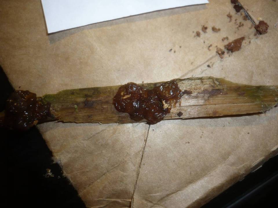 Exidia saccharina image
