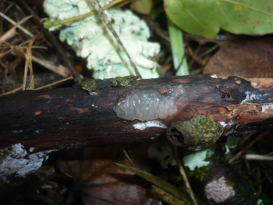 Exidia thuretiana image