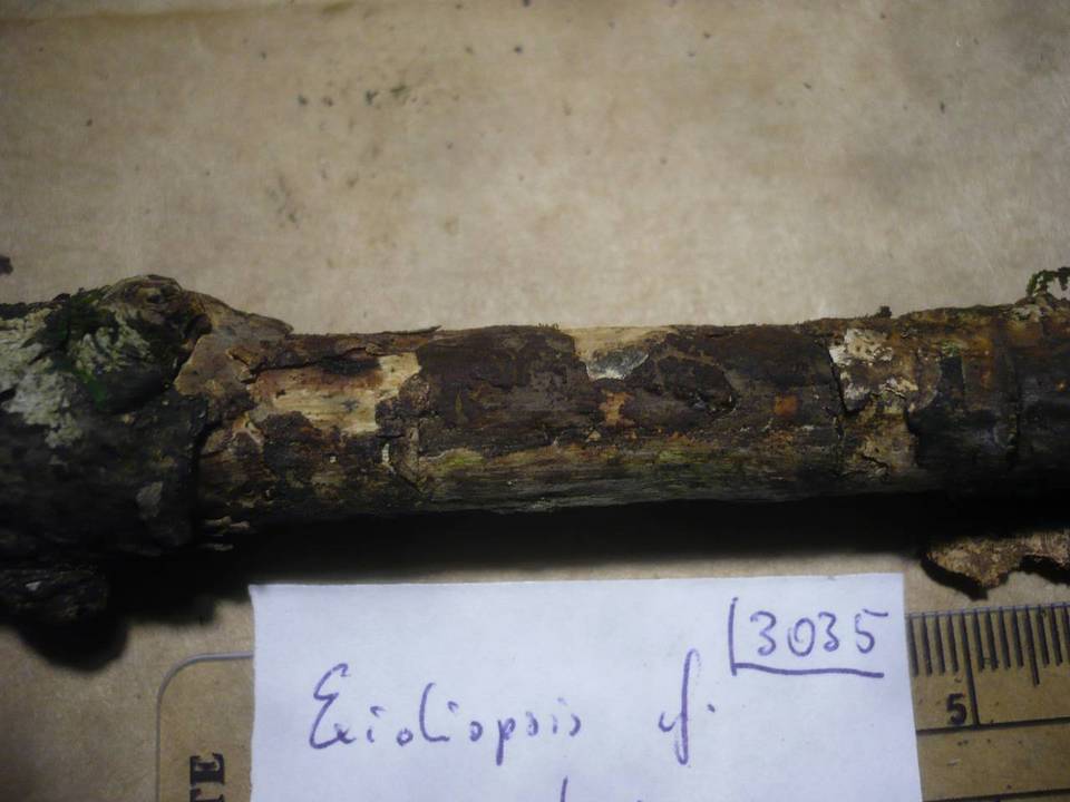 Sebacina umbrina image