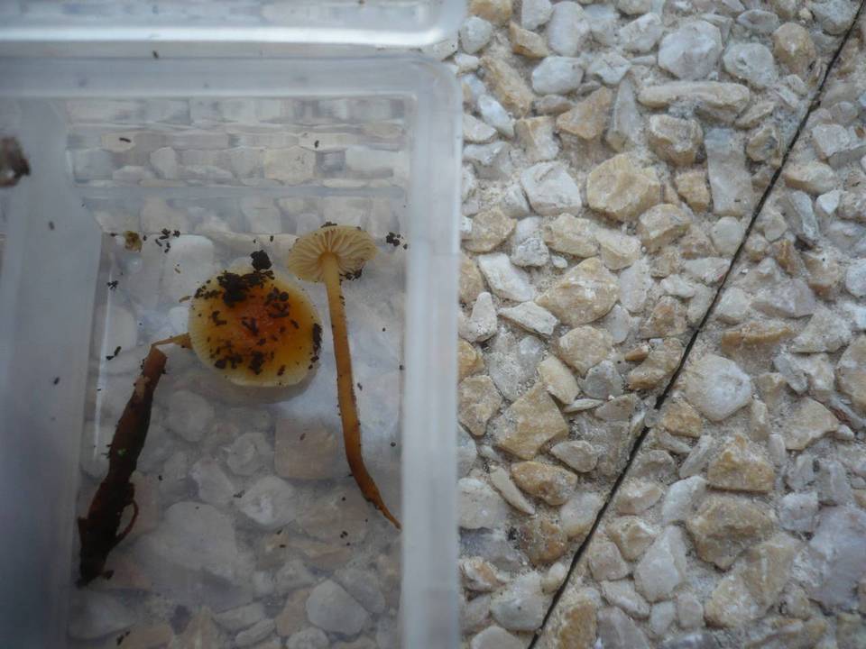 Flammulina fennae image