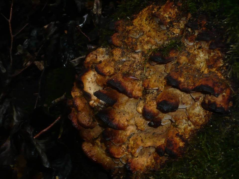 Frantisekia mentschulensis image