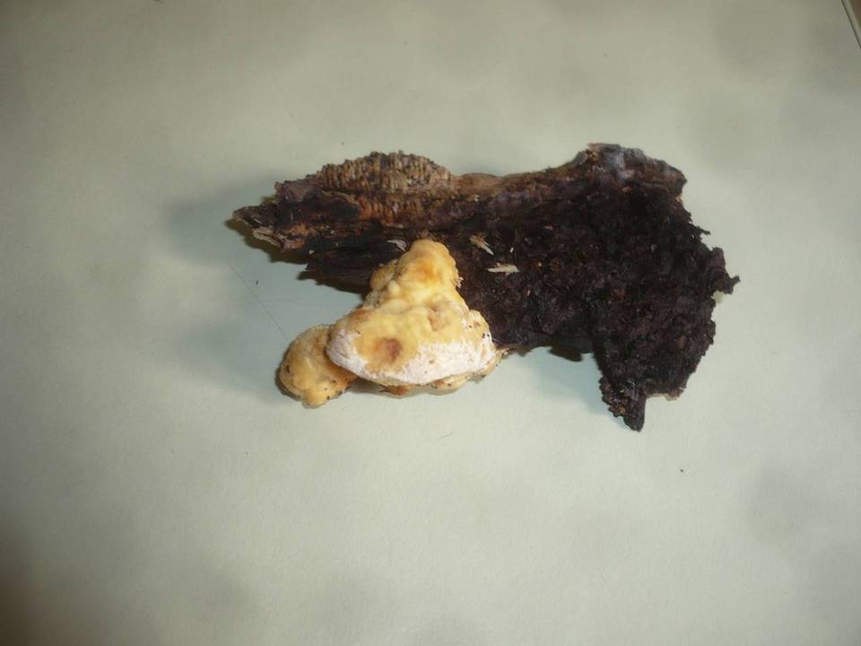 Frantisekia mentschulensis image