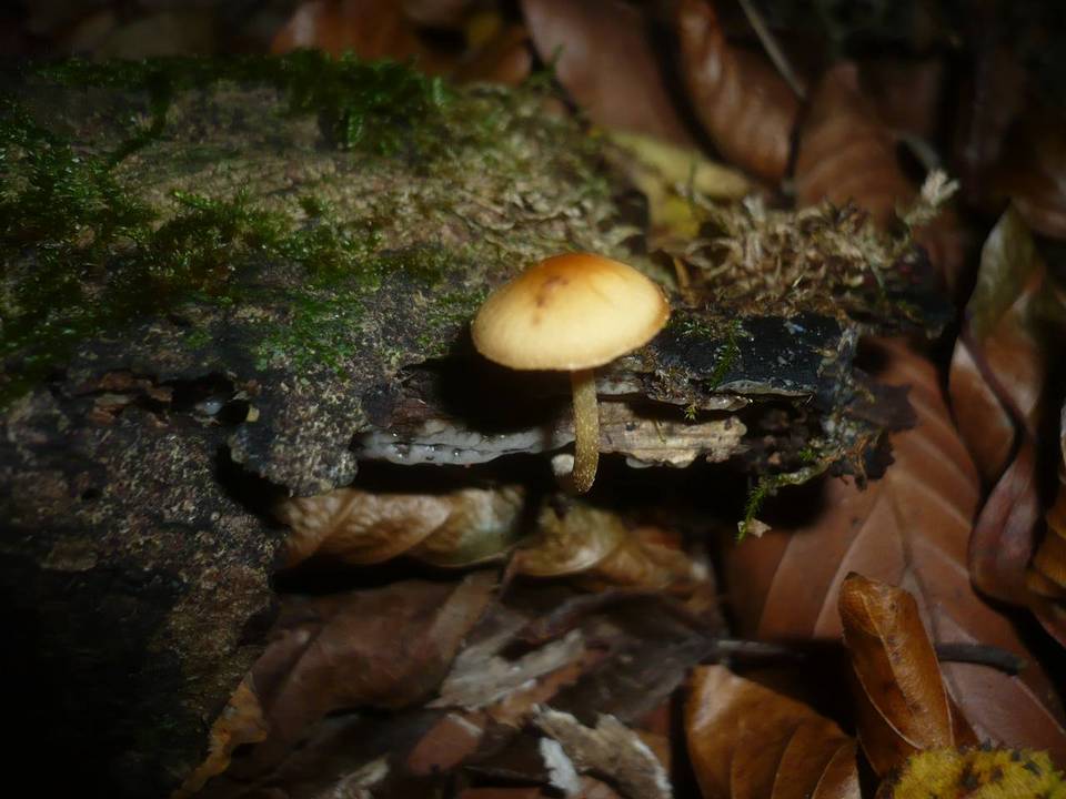 Galerina pruinatipes image